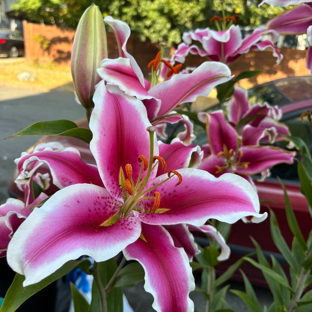 Meet your Posher, Gabi